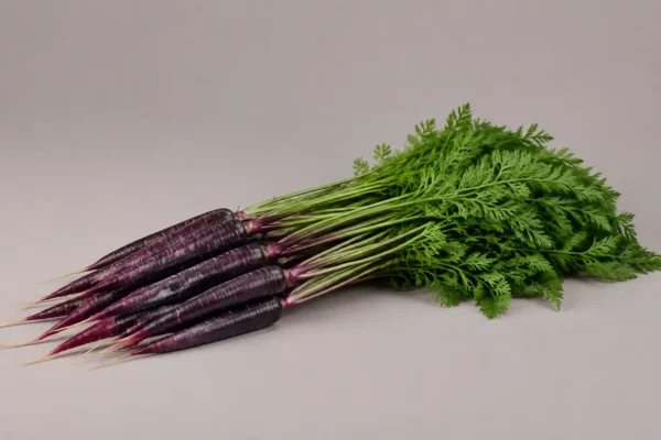 a bunch of deep purple heritage carrots with green tops